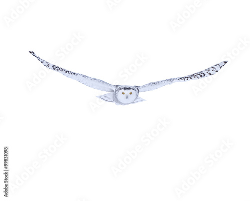 Snowy Owl in Flight on White Background, Isolated