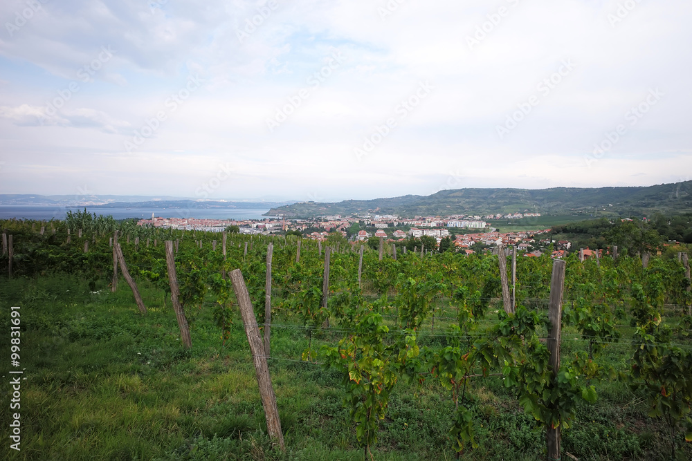Beautiful green vineyard