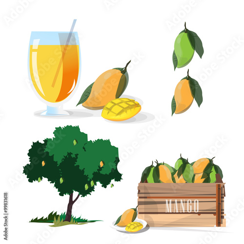 set of mango - vector