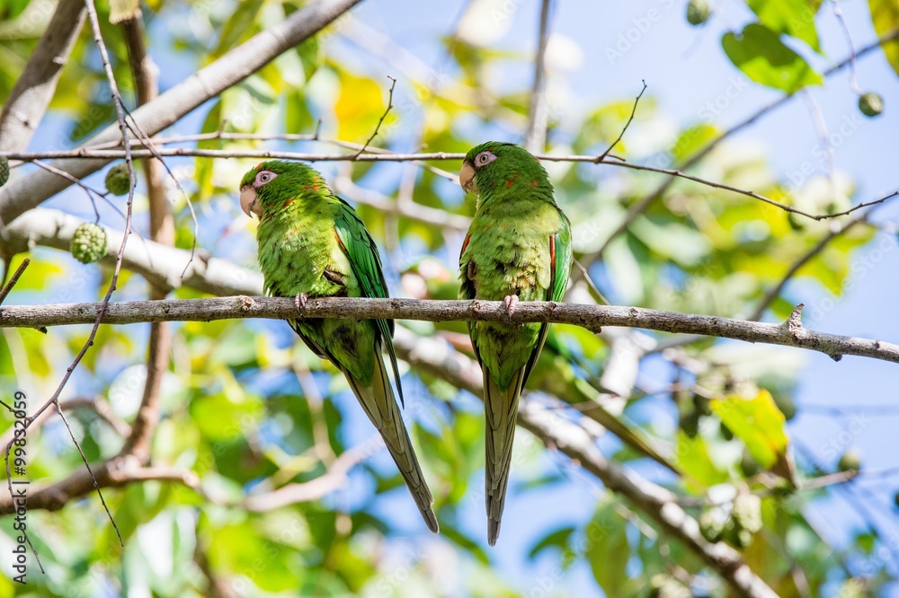Naklejka premium Cuban Parakeet , Aratinga euops, an endemic species of Cuba