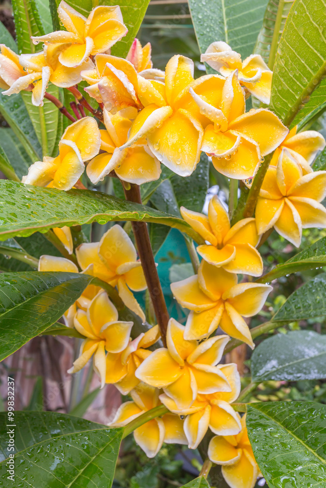 Obraz premium fleurs de frangipanier, plumeria orange