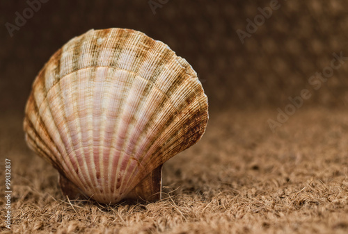 Scallop over straw background