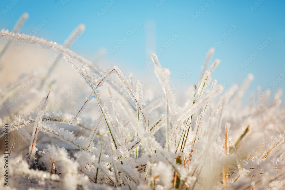 Frozen Grass on Blue Sky Backgound. Winter landscape.Winter scen