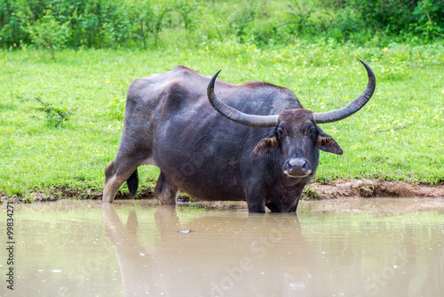 Wild water buffalo bathing in lake  Yala National Park  Sri Lanka