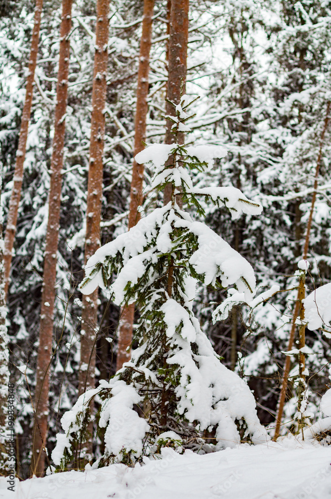 Fototapeta premium snowy winter woods