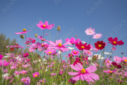 cosmos flower field © geargodz