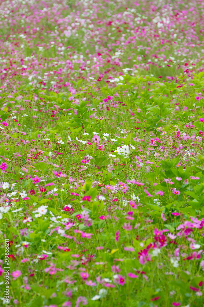 Cosmos Cosmos