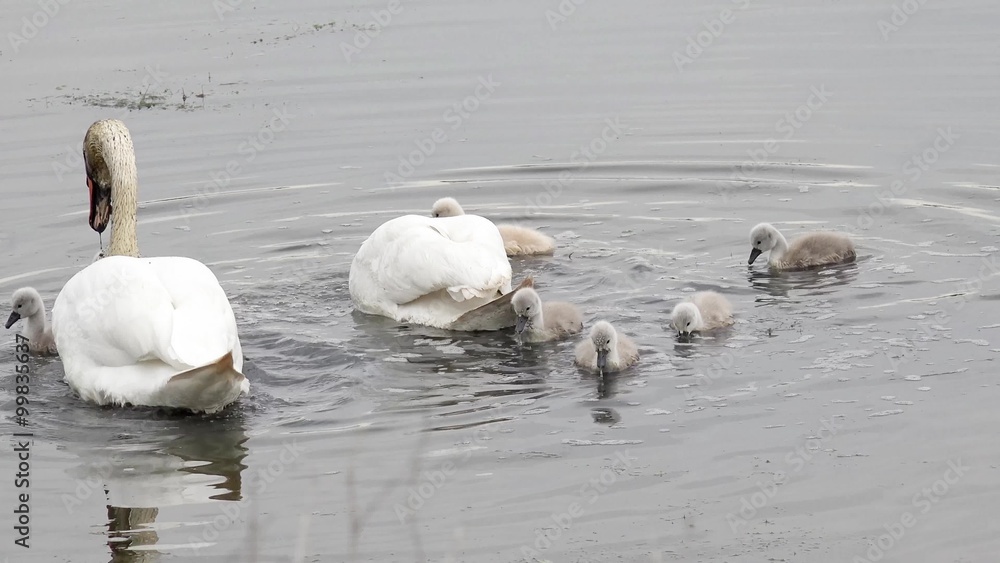 swan with cygnets swimming in the lake and search feed swan with cygnets swimming in the lake and search feed