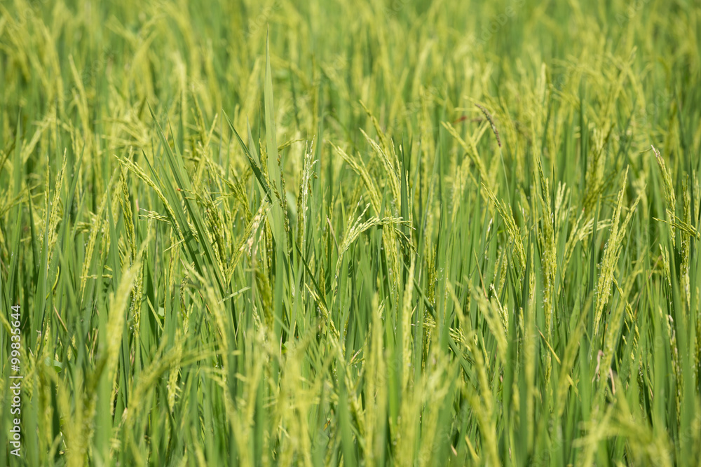 Rice spike in the paddy field