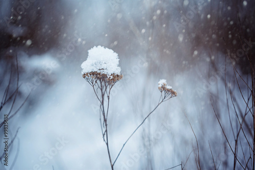 Dry plants in snow in the winter. Winter nature background. Froz photo