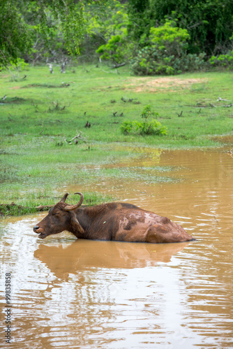 Wild water buffalo bathing in lake, Yala National Park, Sri Lanka