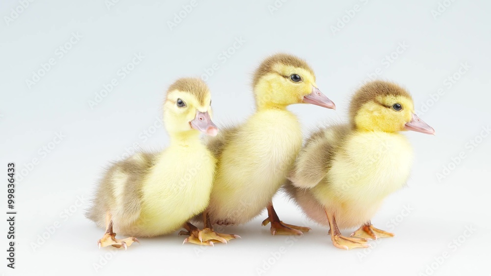 New born three little ducklings sitting and looking around New born three little ducklings sitting and looking around