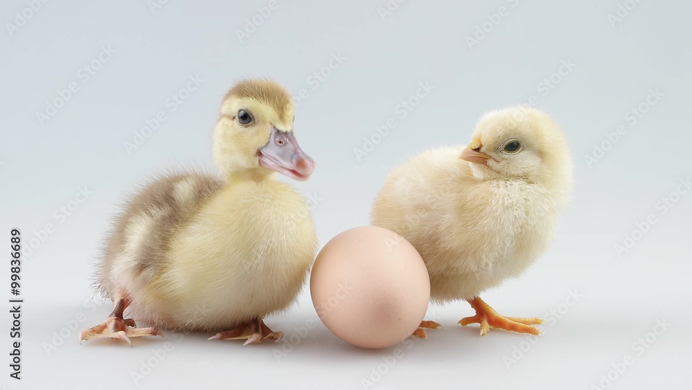 Little duckling and chicken sitting near egg and looking around Little duckling and chicken sitting near egg and looking around