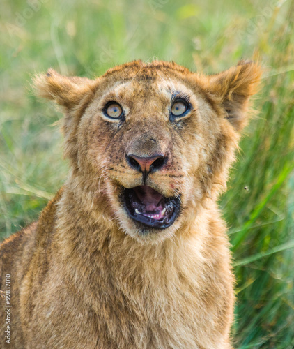 Portrait of a young lion. Kenya. Tanzania. Maasai Mara. Serengeti. An excellent illustration.