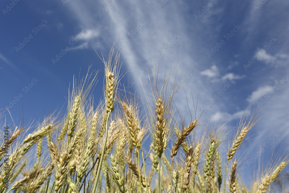 Wheat field with blue sky in background Wheat field with blue sky in background