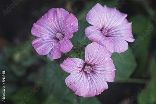 Fototapeta Naklejka Na Ścianę i Meble -  Wet flowers