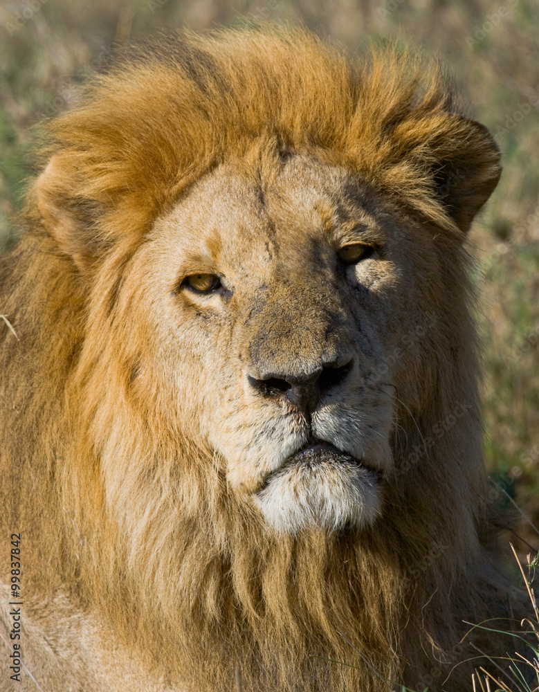 Portrait of a male lion. Kenya. Tanzania. Maasai Mara. Serengeti. An excellent illustration.