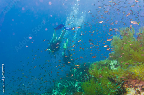 Fototapeta Naklejka Na Ścianę i Meble -  Scuba diving on coral reef in sea