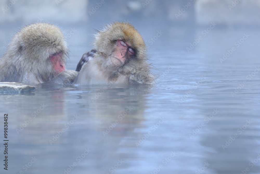 Naklejka premium ニホンザル