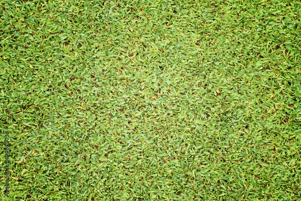 Fototapeta premium Beautiful green grass texture