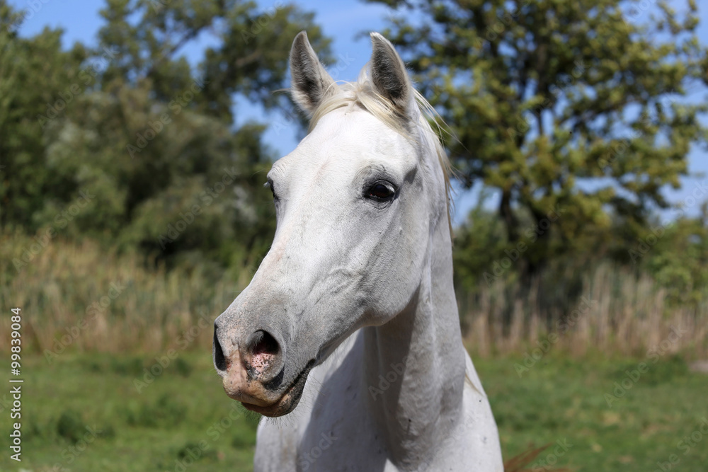 Young arabian horse standing on pasture summertime Young arabian horse standing on pasture summertime