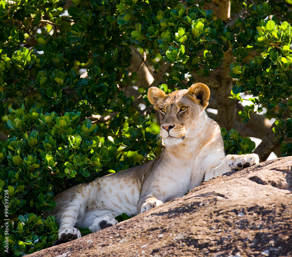Fototapeta premium Lioness on a big rock. National Park. Kenya. Tanzania. Masai Mara. Serengeti. An excellent illustration.