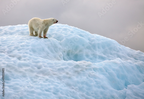 Polar bear in natural environment  
