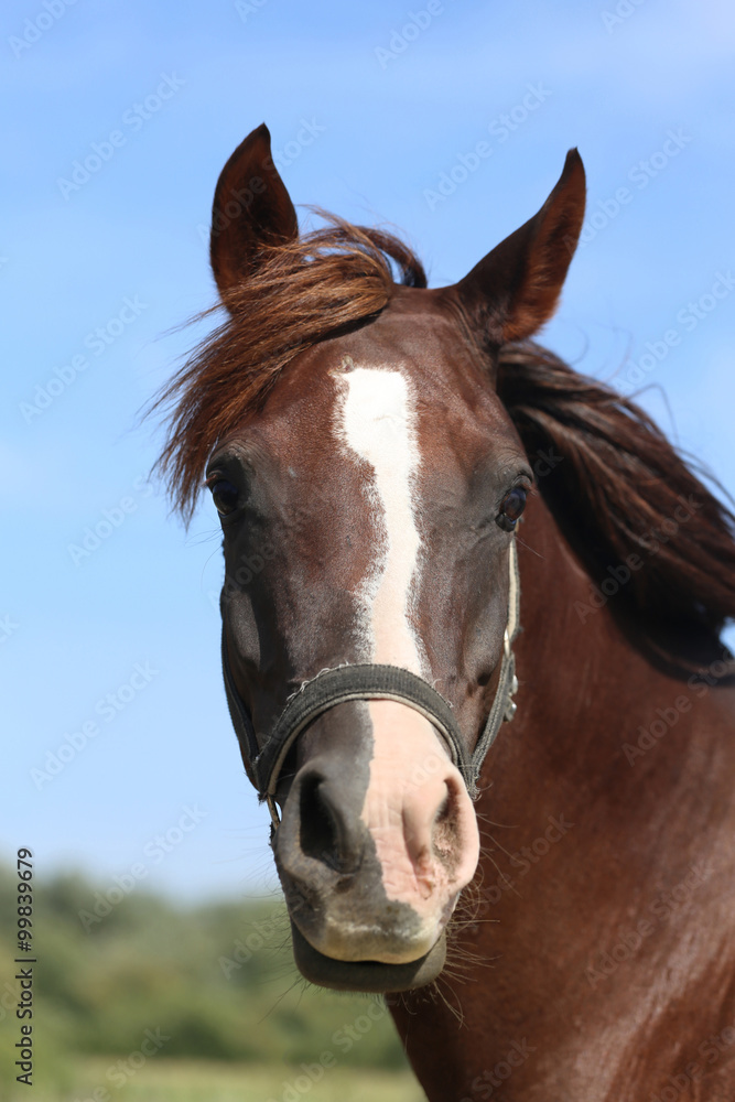 Head shot of a thoroughbred horse summer pasture Head shot of a thoroughbred horse summer pasture