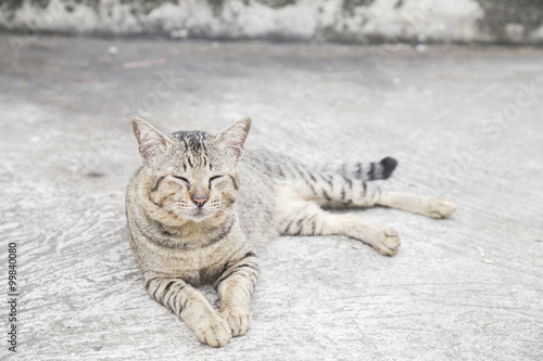 Cat relaxing on the street