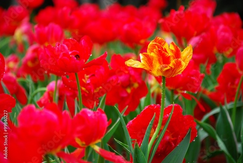 Beautiful tulips