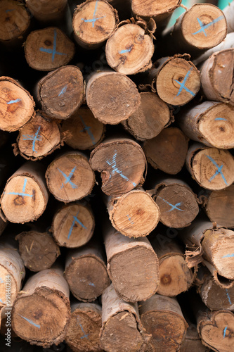 Eucalyptus tree  Pile of wood logs ready