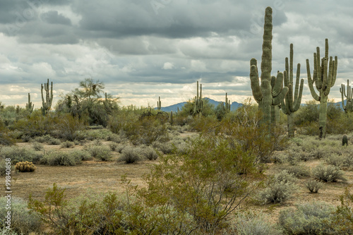 The Rugged Desert of the Southwest USA 