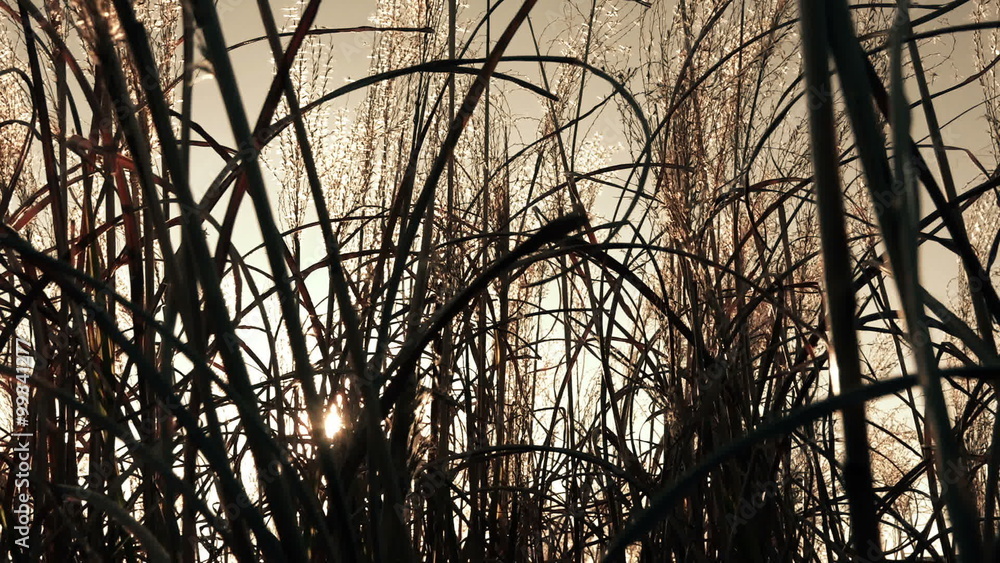 Dry grass swaying on cold winter wind, nature abstract Dry grass swaying on cold winter wind, nature abstract