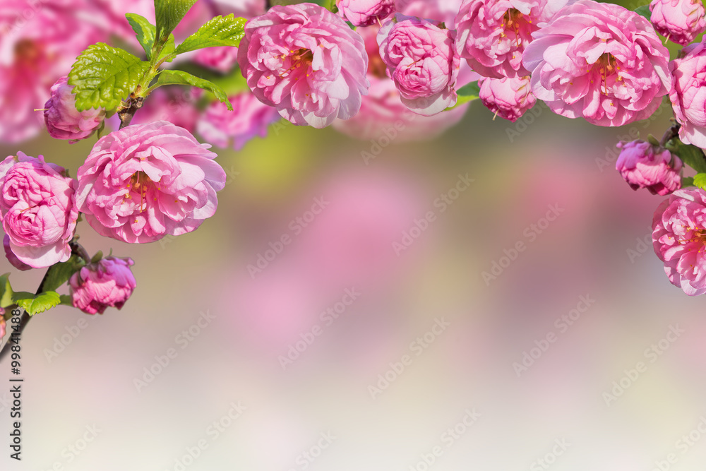 Spring blurred background with pink flowers and copy space Spring blurred background with pink flowers and copy space