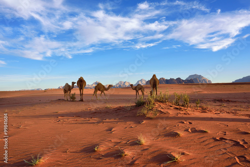 Camels in Wadi Rum desert