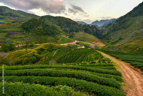 Tea plantation