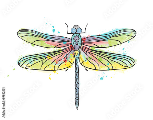 Water color dragonfly wector illustration isolated drawing