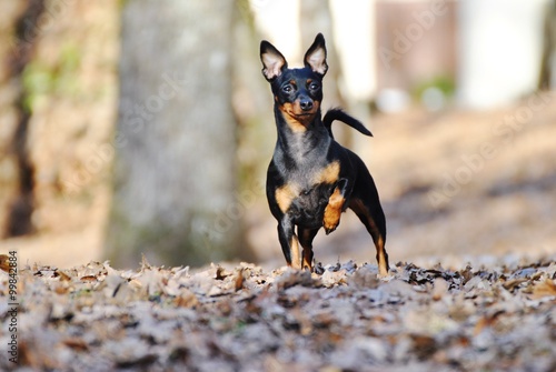 Papier peint Pinscher nain