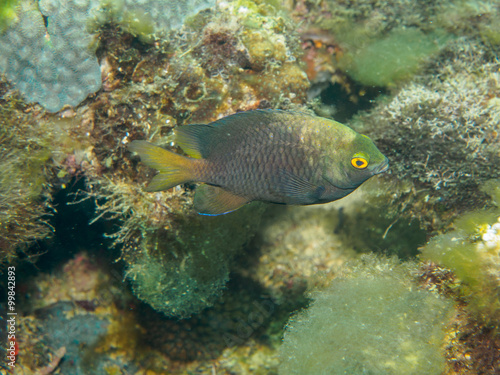 yellow eye fish 