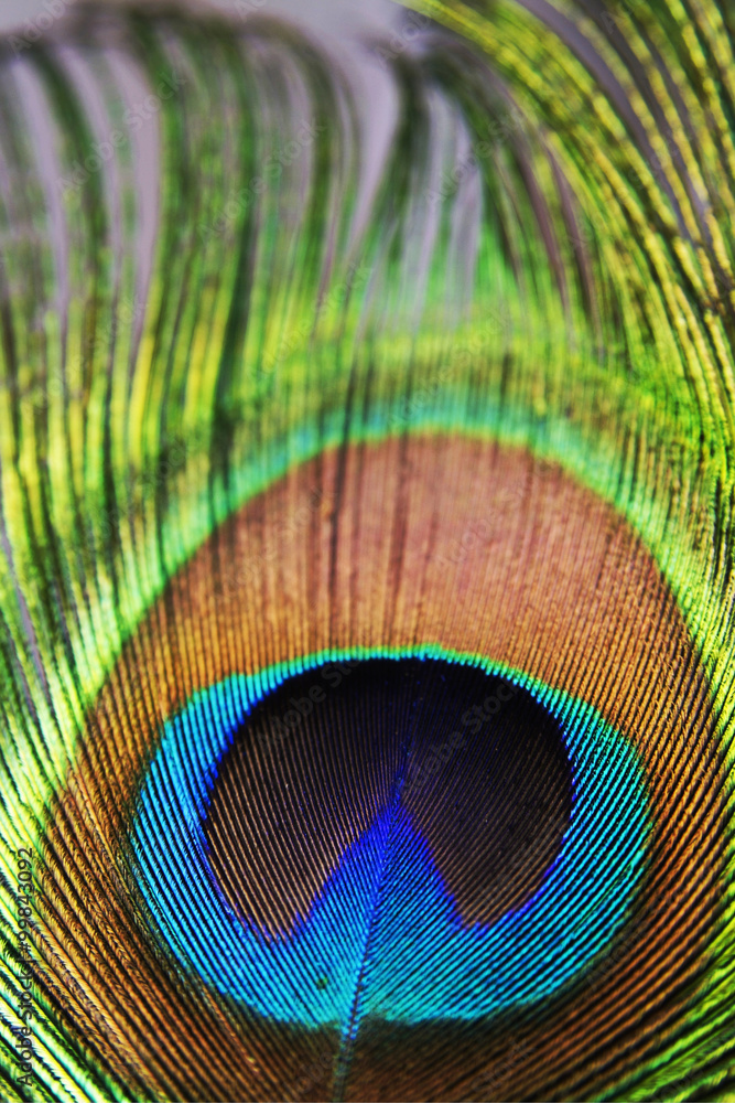 Obraz premium Peacock feather