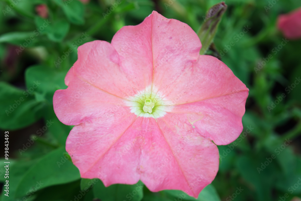 Pink Desert rose flower (Other names are desert rose, Mock Azale Pink Desert rose flower (Other names are desert rose, Mock Azale