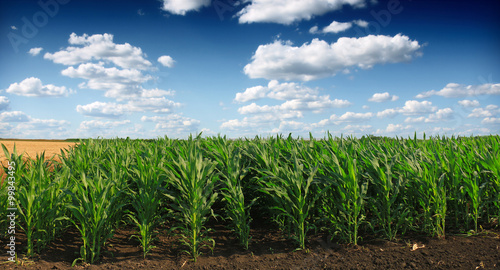 Green Corn field