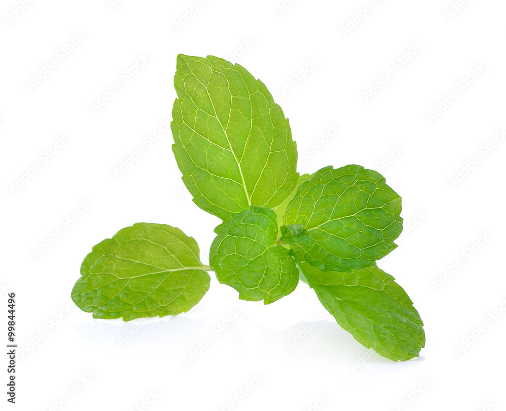 mint leaf on white background mint leaf on white background