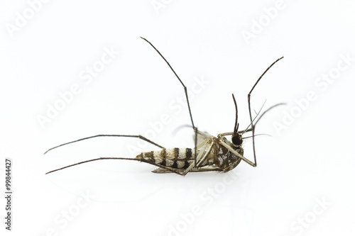 mosquito dying on white background