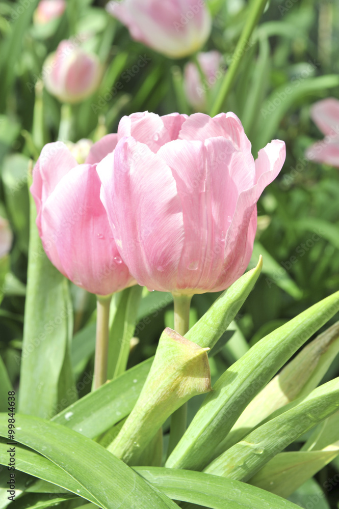 Fototapeta premium pink tulip