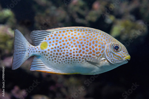 Gold saddle rabbitfish (Siganus guttatus) photo