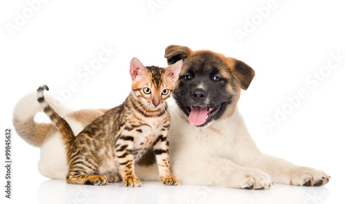 Japanese Akita inu puppy dog and bengal kitten looking at camera