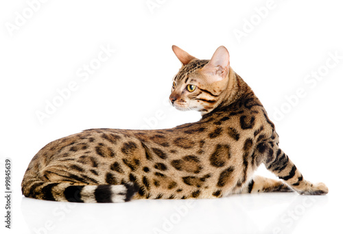 adult Bengal cat looks back. isolated on white background