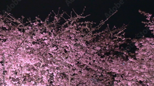 Slow pan motion view of blooming cherry blossoms lit at night.