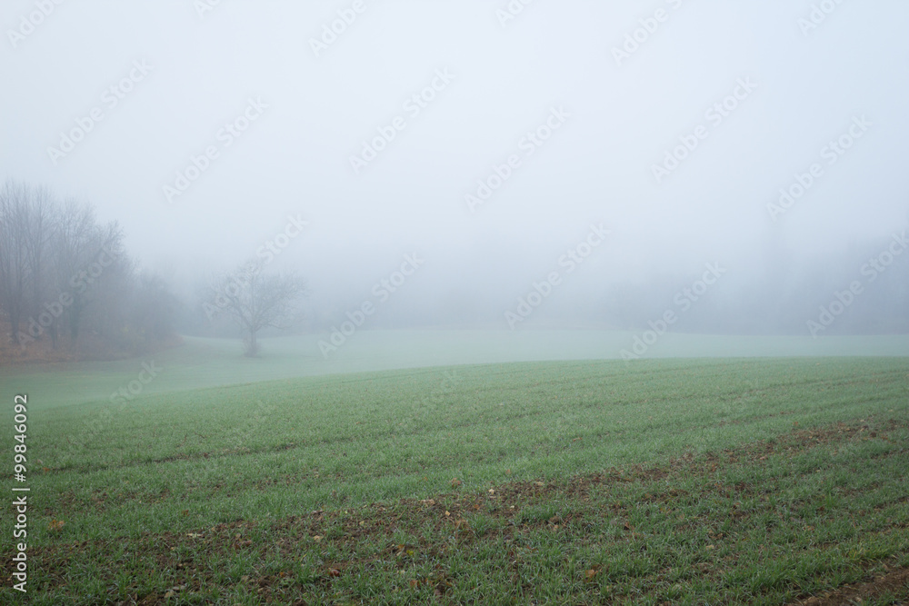 Agriculture field in fog